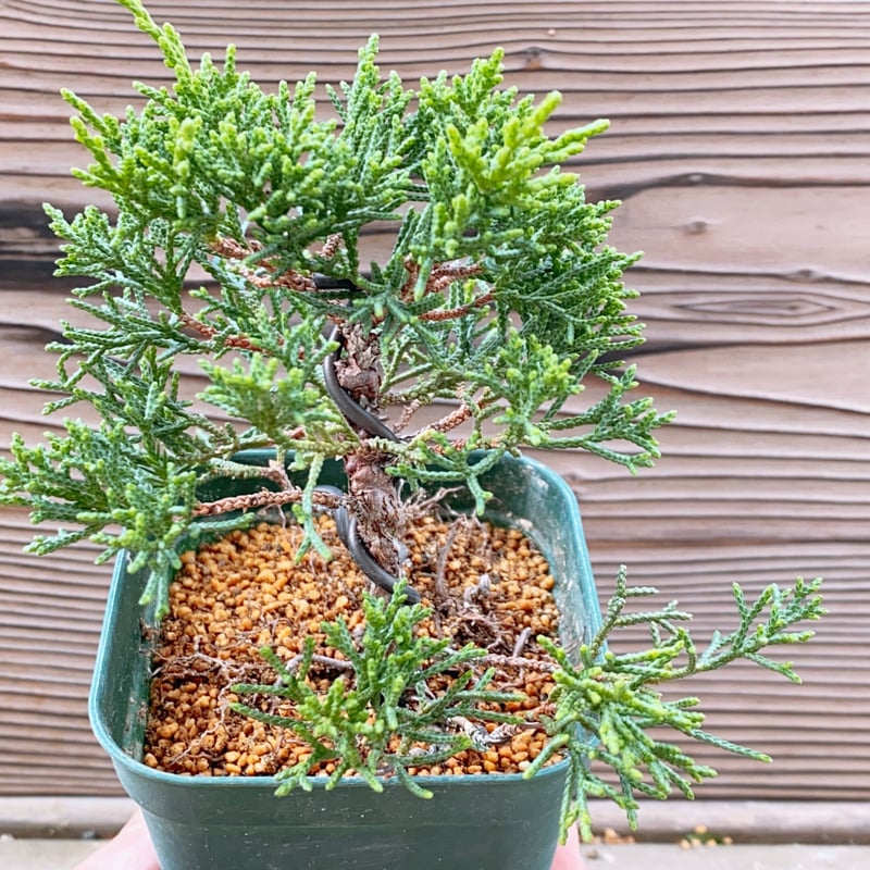 真柏の素材 | MATERIAL BONSAI