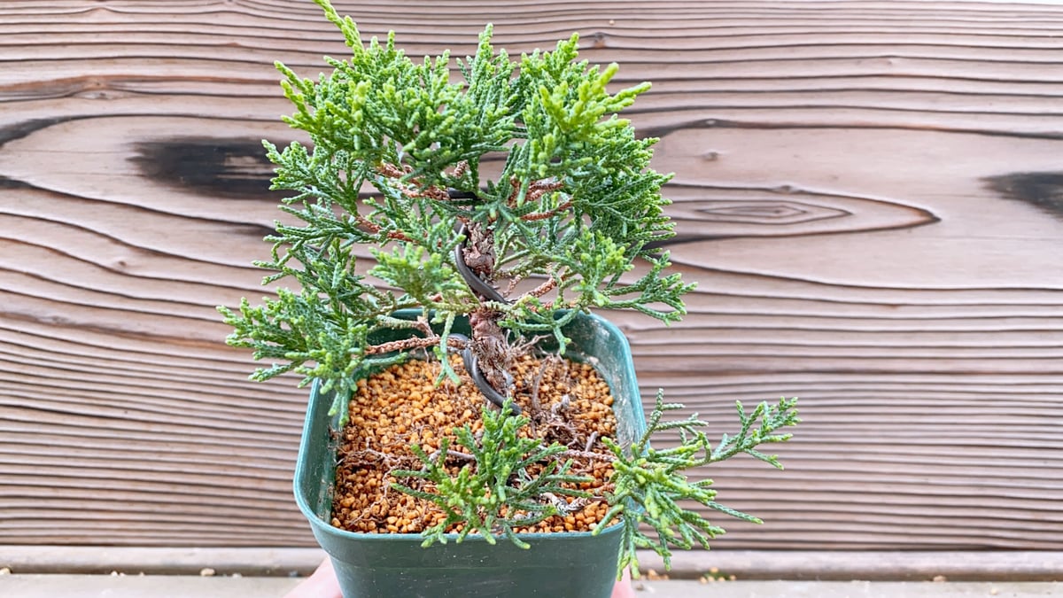 真柏の素材 | MATERIAL BONSAI