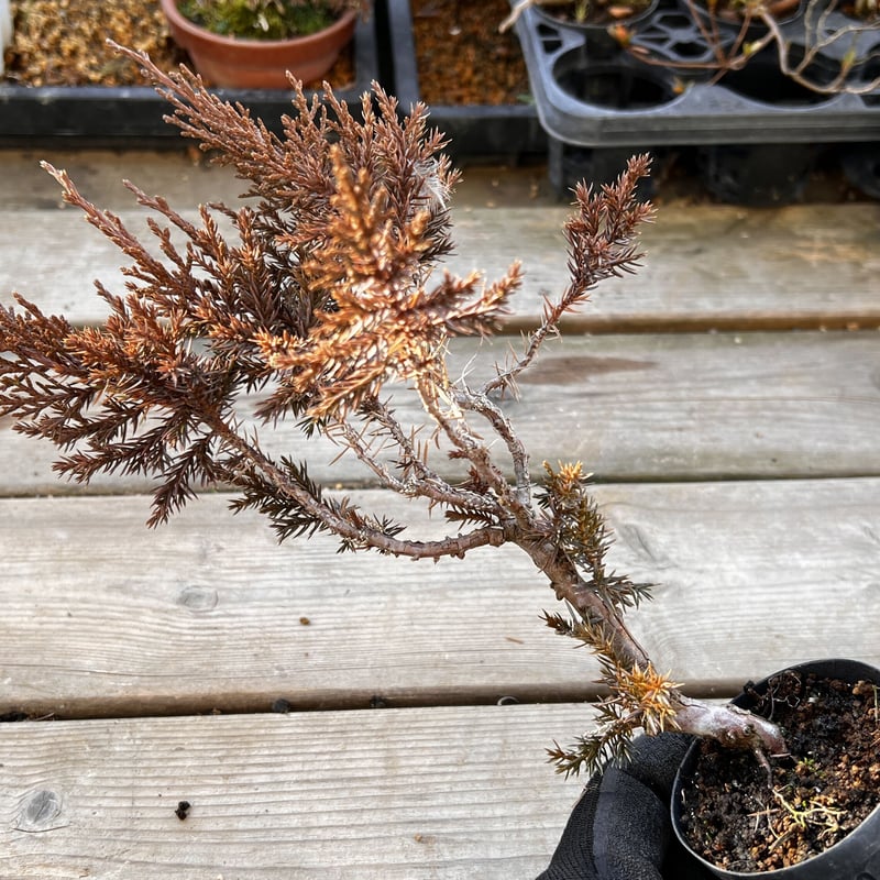 真柏盆栽のマテリアル6（4鉢セット） | MATERIAL BONSAI
