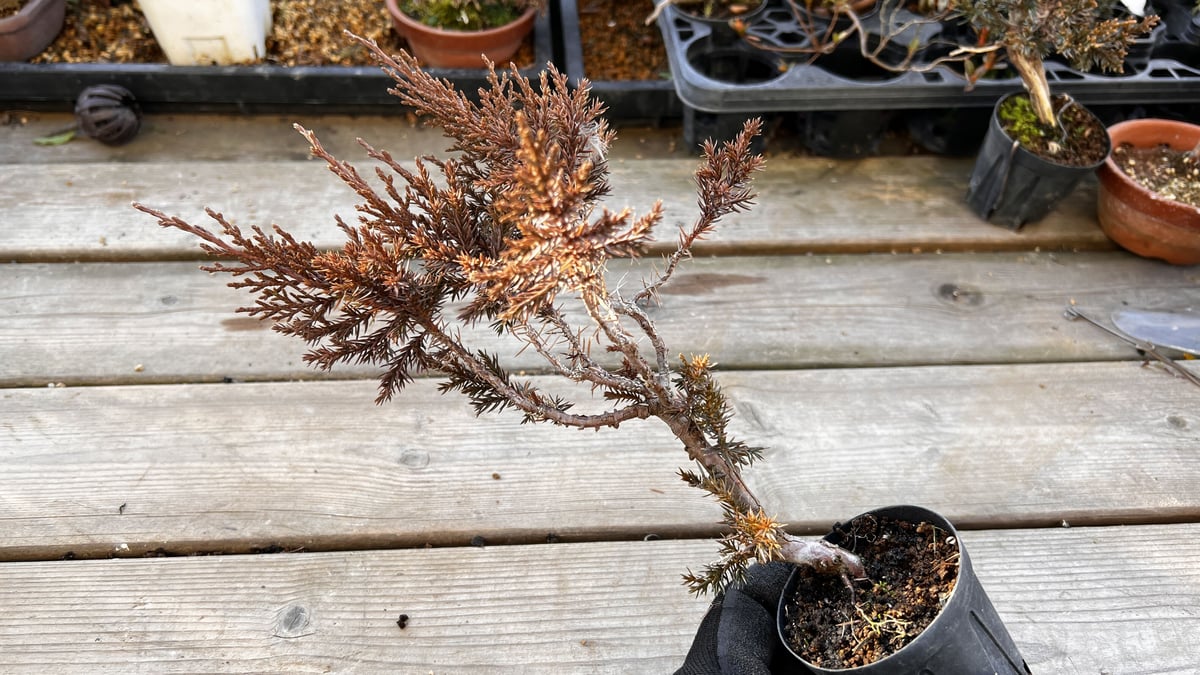 真柏盆栽のマテリアル6（4鉢セット） | MATERIAL BONSAI