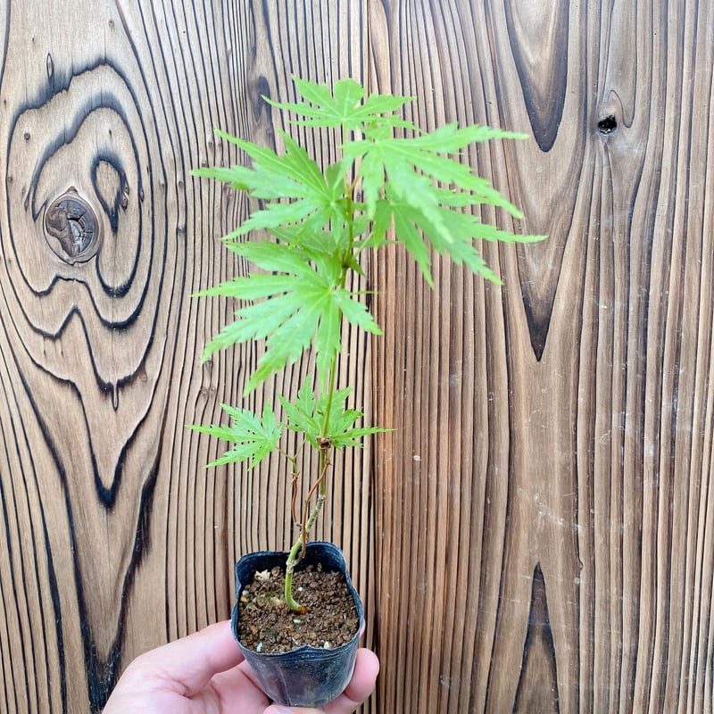 有明もみじの盆栽素材(実生8年目) ※普通郵便 | MATERIAL BONSAI