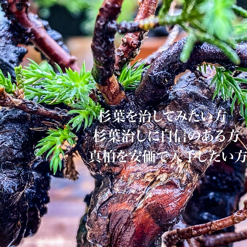 杉葉の真柏(送料込) | MATERIAL BONSAI