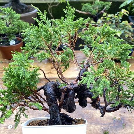 杉葉の真柏(送料込)
