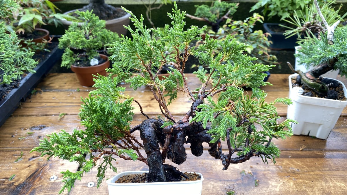 【期間限定 値下げ】真柏-盆栽 杉葉あり- 約24cm 真柏-盆栽 杉葉あり- 約24cm 真柏 杉っ葉から本葉