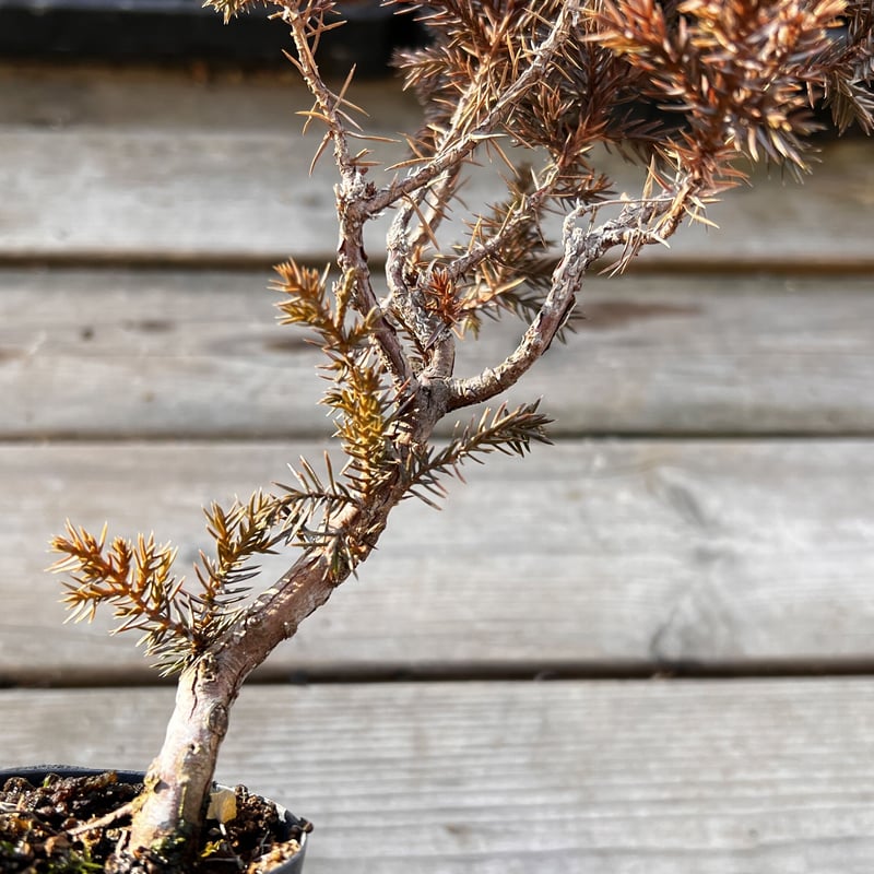 真柏盆栽のマテリアル6（4鉢セット） | MATERIAL BONSAI