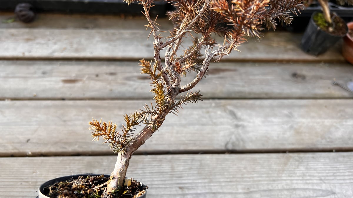 真柏盆栽のマテリアル6（4鉢セット） | MATERIAL BONSAI