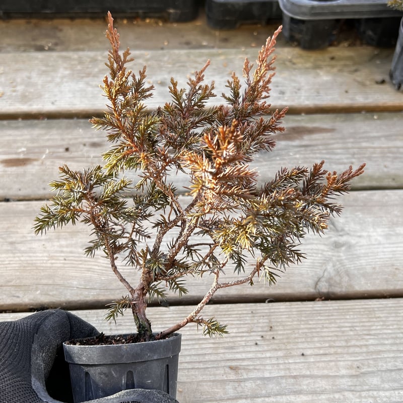 真柏 盆栽 (創作盆栽) 真柏 | クラフト盆栽美術館 Artcraft Bonsai