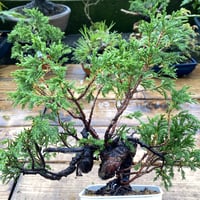 杉葉の真柏(送料込)