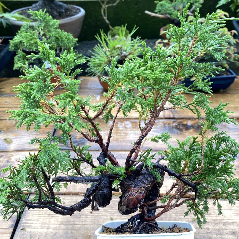 杉葉の真柏(送料込) | MATERIAL BONSAI