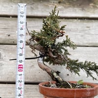 真柏盆栽のマテリアル２
