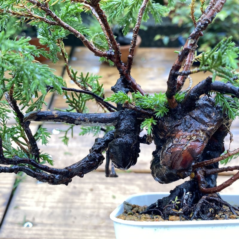 杉葉の真柏(送料込) | MATERIAL BONSAI