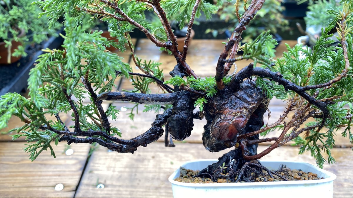 杉葉の真柏(送料込) | MATERIAL BONSAI
