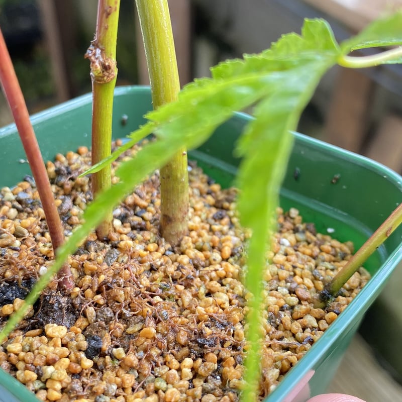 荒皮もみじの挿し木素材5本 | MATERIAL BONSAI