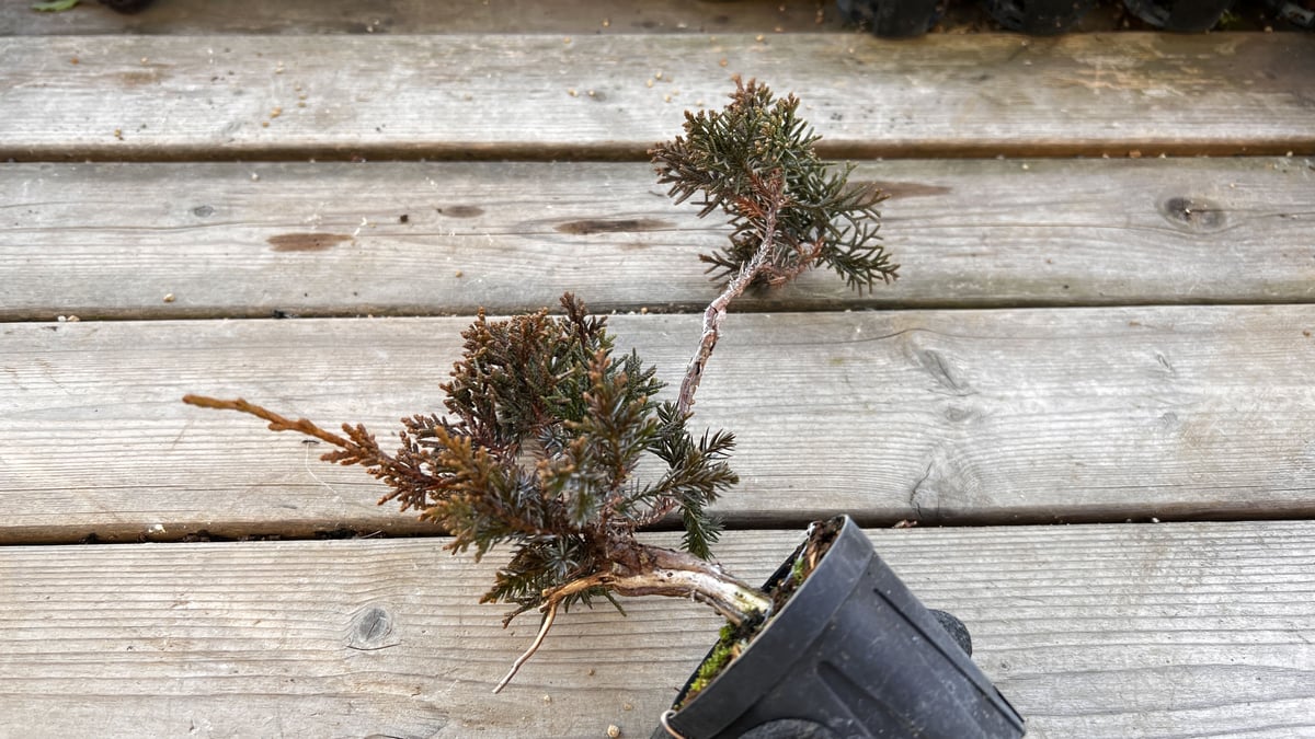 真柏盆栽のマテリアル6（4鉢セット） | MATERIAL BONSAI