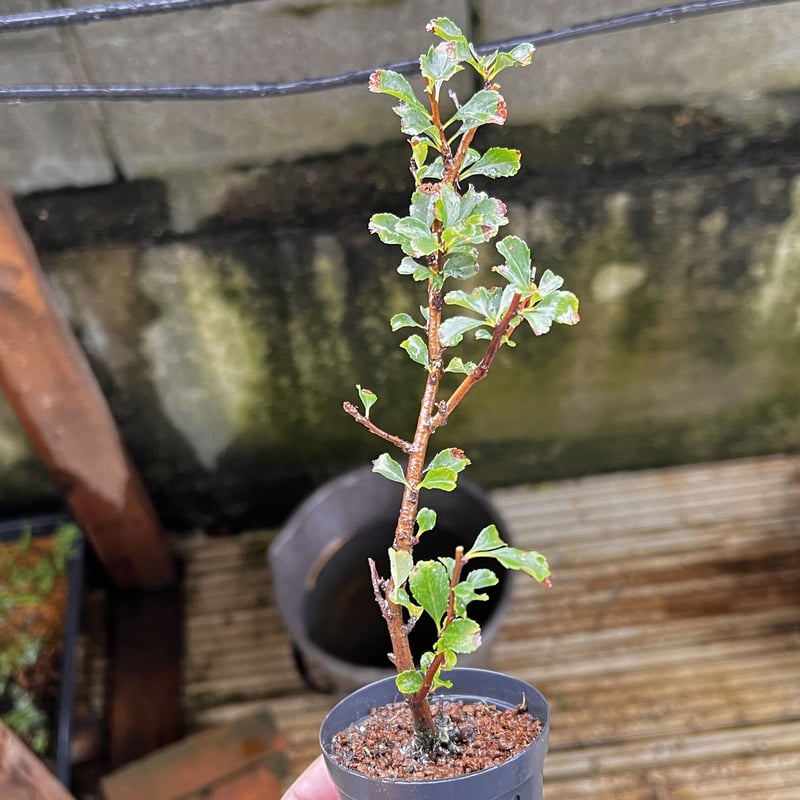 長寿梅(赤花)の挿し木素材6本まとめて | MATERIAL BONSAI