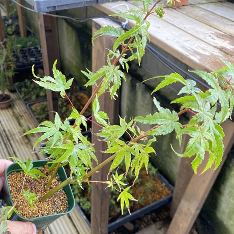 荒皮もみじの挿し木素材５本