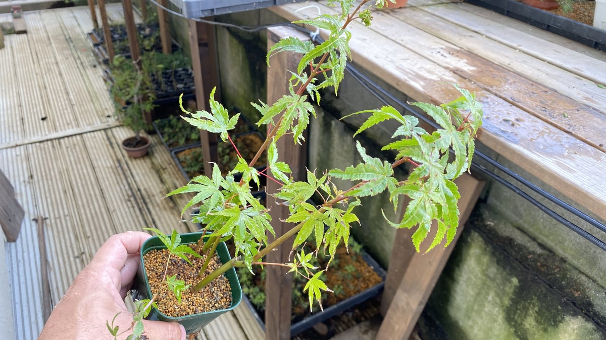 荒皮モミジ　優良素材 fit=scale-down,w=1200