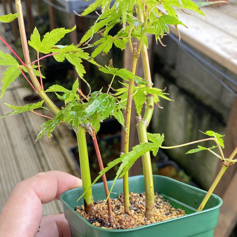 荒皮もみじの挿し木素材5本 | MATERIAL BONSAI