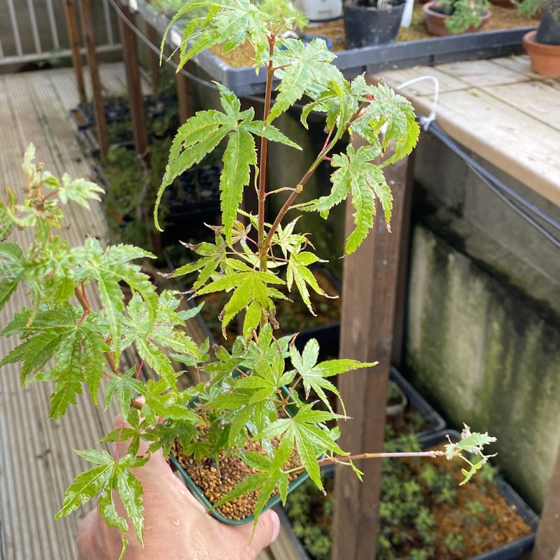 荒皮もみじの挿し木素材5本 | MATERIAL BONSAI