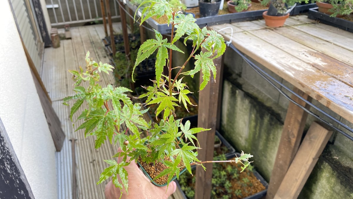 荒皮もみじの挿し木素材5本 | MATERIAL BONSAI