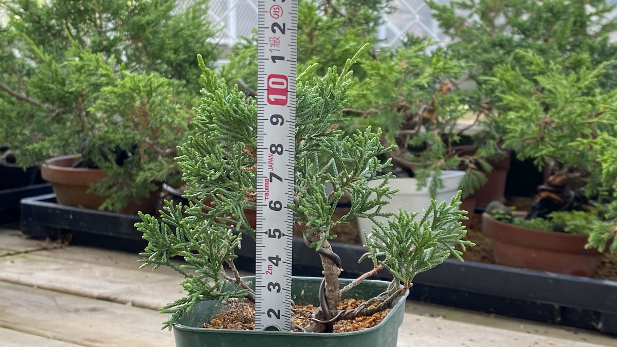 真柏の素材 | MATERIAL BONSAI