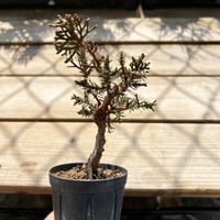 荒皮もみじの挿し木素材5本 | MATERIAL BONSAI