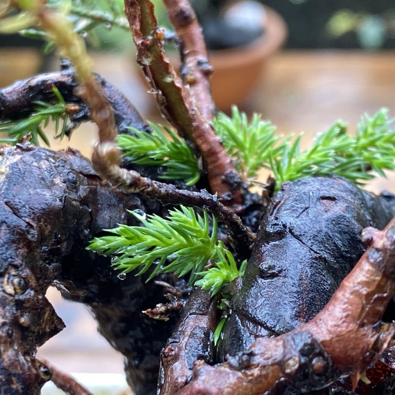 杉葉の真柏(送料込) | MATERIAL BONSAI