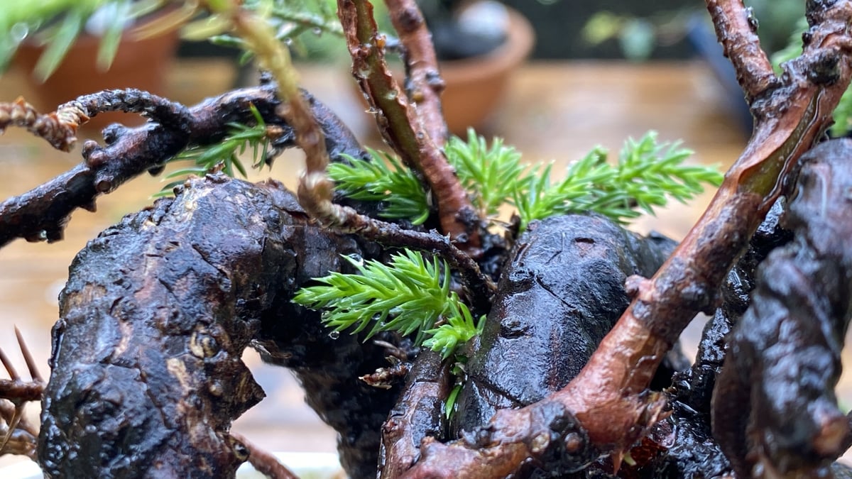 【期間限定 値下げ】真柏-盆栽 杉葉あり- 約24cm ザルで管理している真柏です😄 杉葉だらけだったのですが