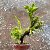 【珍品】石化杉のマテリアル