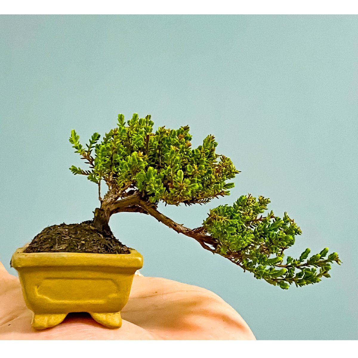 ゴートスカル盆栽 fit=scale-down,w=1200