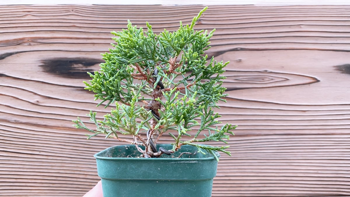 真柏の素材 | MATERIAL BONSAI