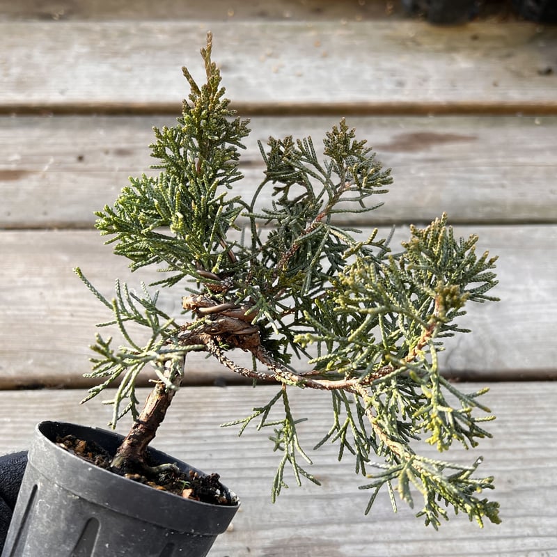 真柏盆栽 真柏 中品盆栽