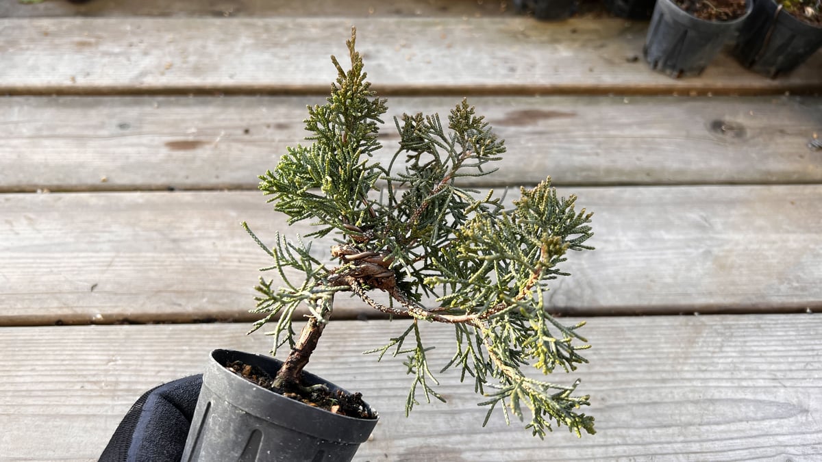 盆栽素材　真柏4 成長中♥ 盆栽素材 真柏4 成長中♥ 真柏（シンパク）盆栽の販売｜盆栽妙 – 盆栽