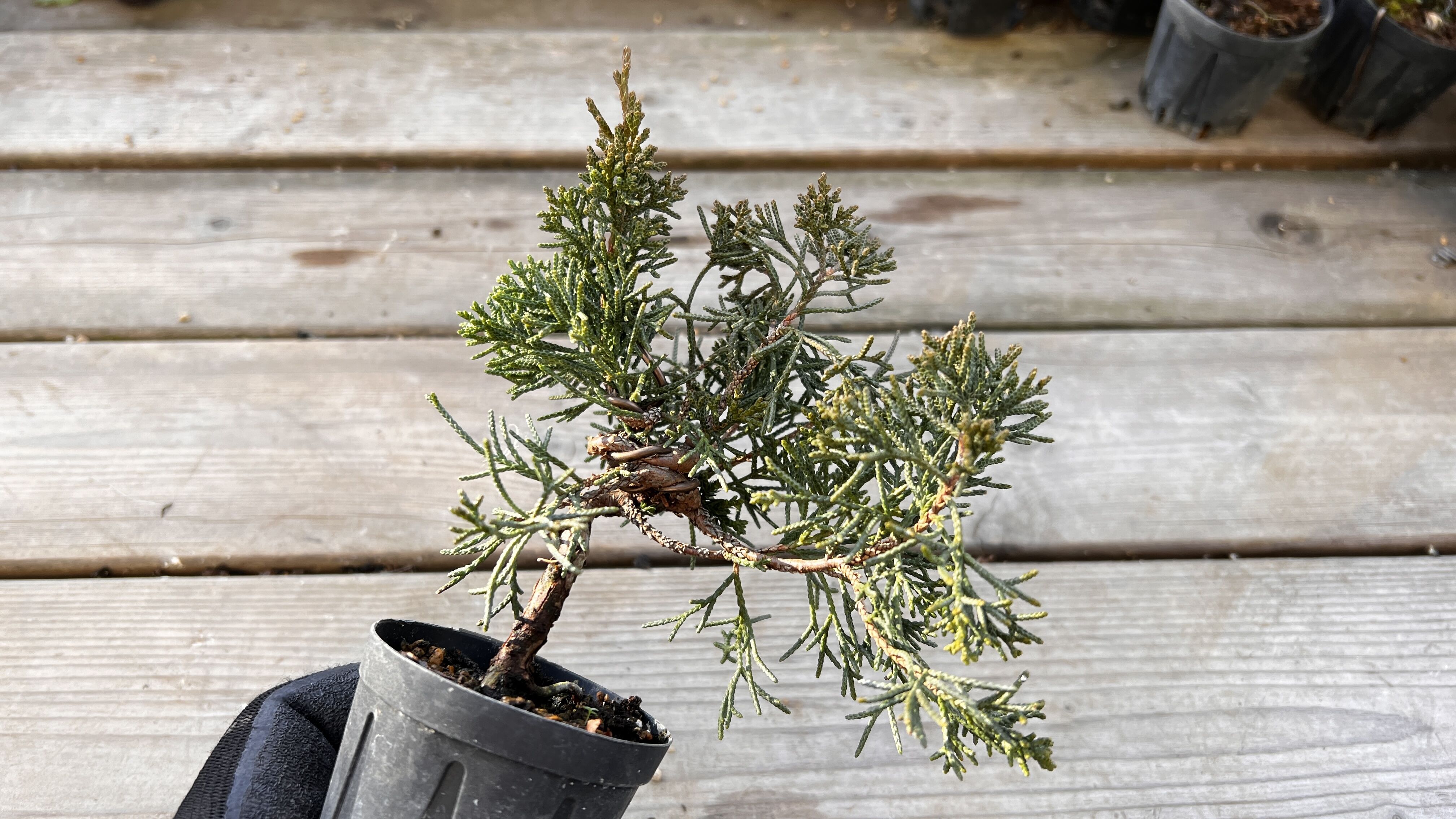 真柏盆栽のマテリアル6（4鉢セット） | MATERIAL BONSAI