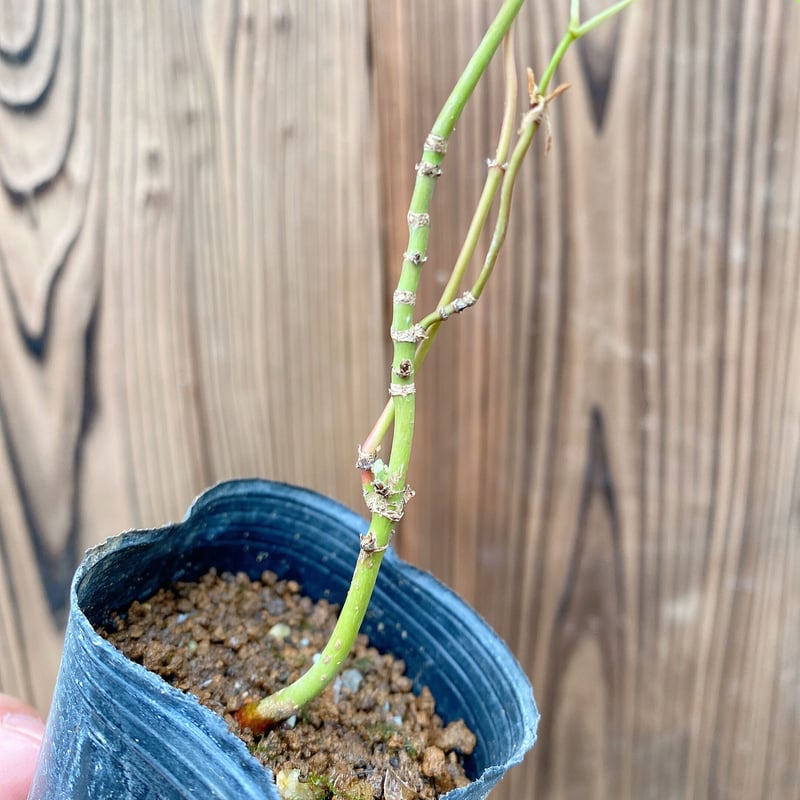 有明もみじの盆栽素材(実生8年目) ※普通郵便 | MATERIAL BONSAI