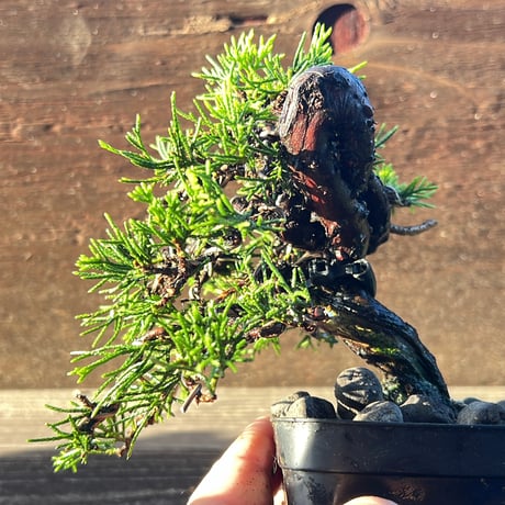 MATERIAL BONSAI