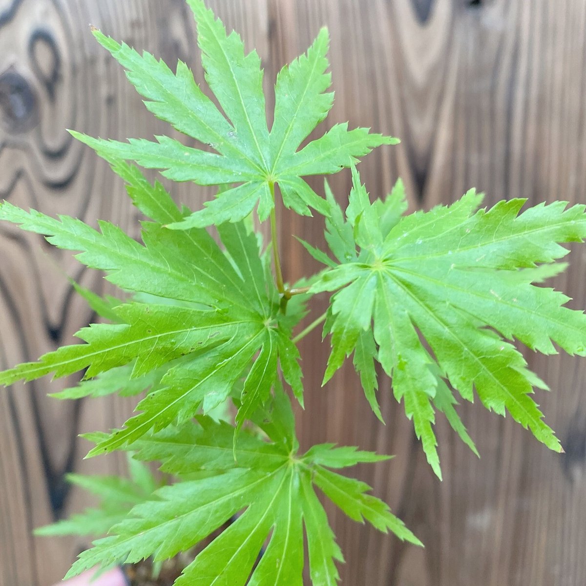 有明もみじの盆栽素材(実生8年目) ※普通郵便 | MATERIAL BONSAI