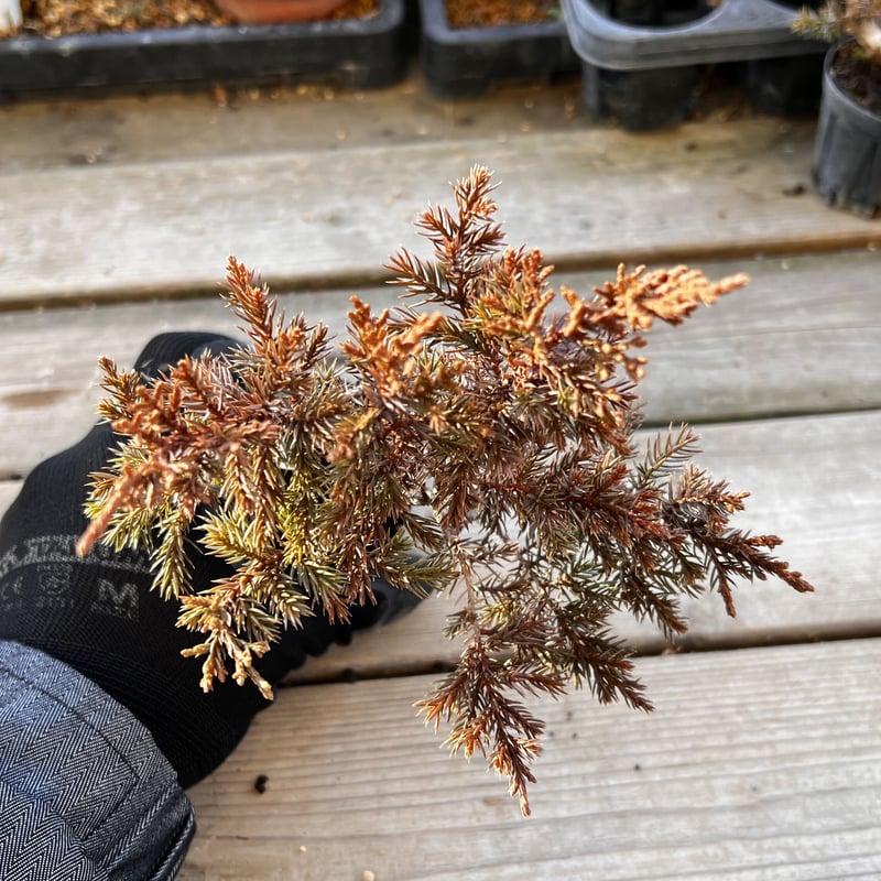 真柏盆栽のマテリアル6（4鉢セット） | MATERIAL BONSAI