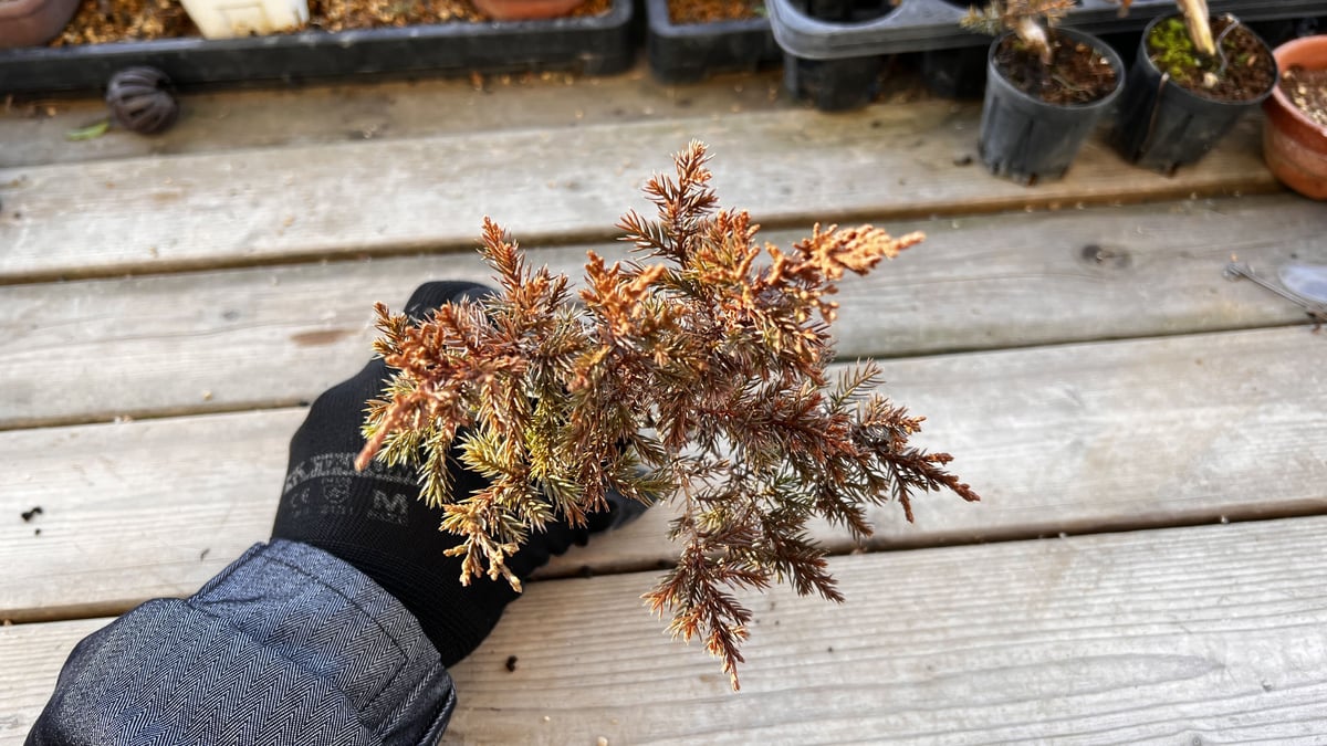 真柏盆栽のマテリアル6（4鉢セット） | MATERIAL BONSAI