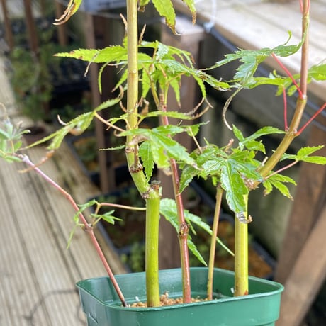 荒皮もみじの挿し木素材５本