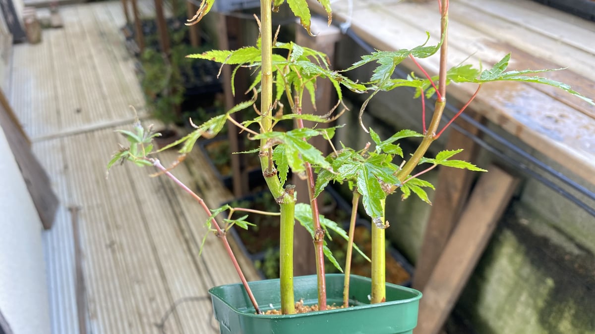 荒皮もみじの挿し木素材5本 | MATERIAL BONSAI
