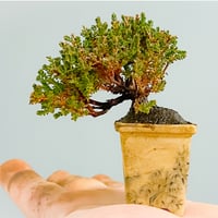 カルーナ(ブルガリス)のギフト権