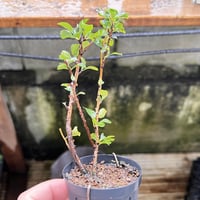 長寿梅(赤花)の挿し木素材６本まとめて