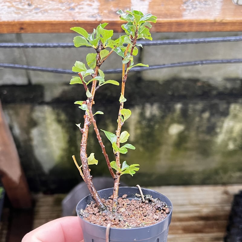 長寿梅(赤花)の挿し木素材6本まとめて | MATERIAL BONSAI