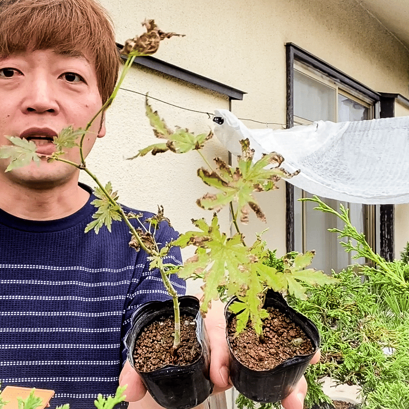 第4種郵便)葉焼けした有明もみじ2本まとめて | MATERIAL BONSAI