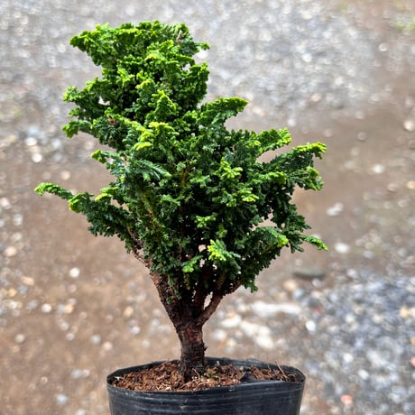 MATERIAL BONSAI