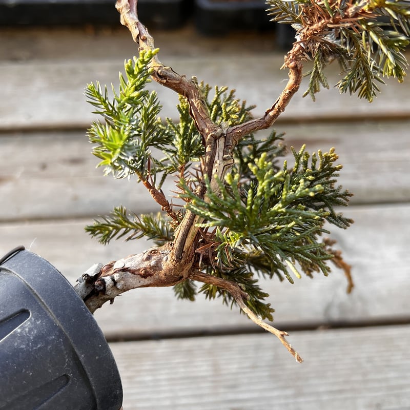 真柏盆栽のマテリアル6（4鉢セット） | MATERIAL BONSAI