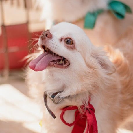 アニプロサポーター🐾今回のみの支援　　500円×口数指定