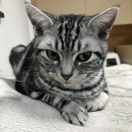 アニプロサポーター🐾今回のみの支援　　500円×口数指定