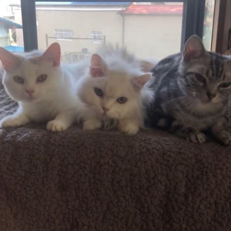 アニプロサポーター🐾今回のみの支援　　500円×口数指定